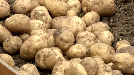 바닷바람 맞고 자란 '햇감자' 드세요! / YTN