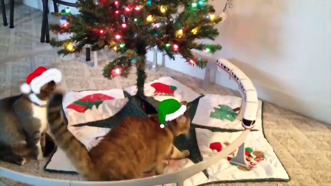 Cats vs Christmas Trees Funniest Showdowns AFV Funny Videos 2020 video Dailymotion