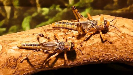 What Are Locusts And Why Are They Dangerous?