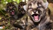 Biologists Thrilled To Find Litter Of Mountain Lion Kittens In California
