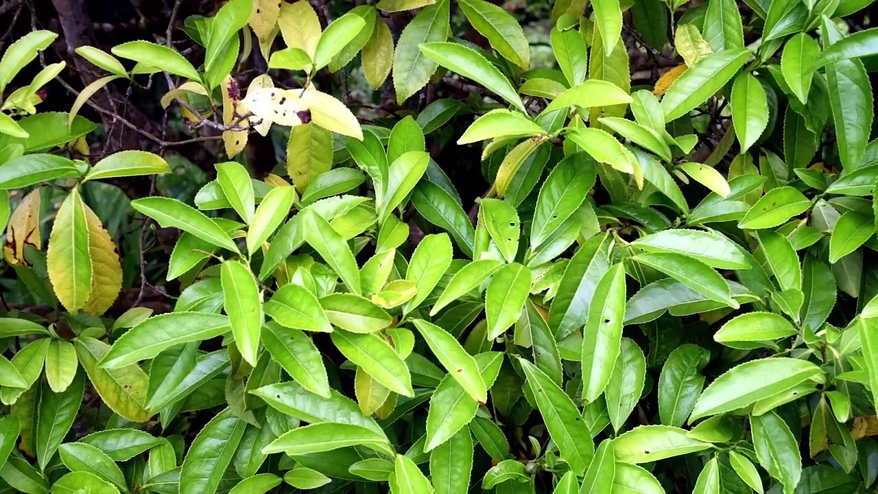 CAMELIA TE VERDE Beneficios saludables: Asma, Falta de apetito, Fatiga, Mejora la piel