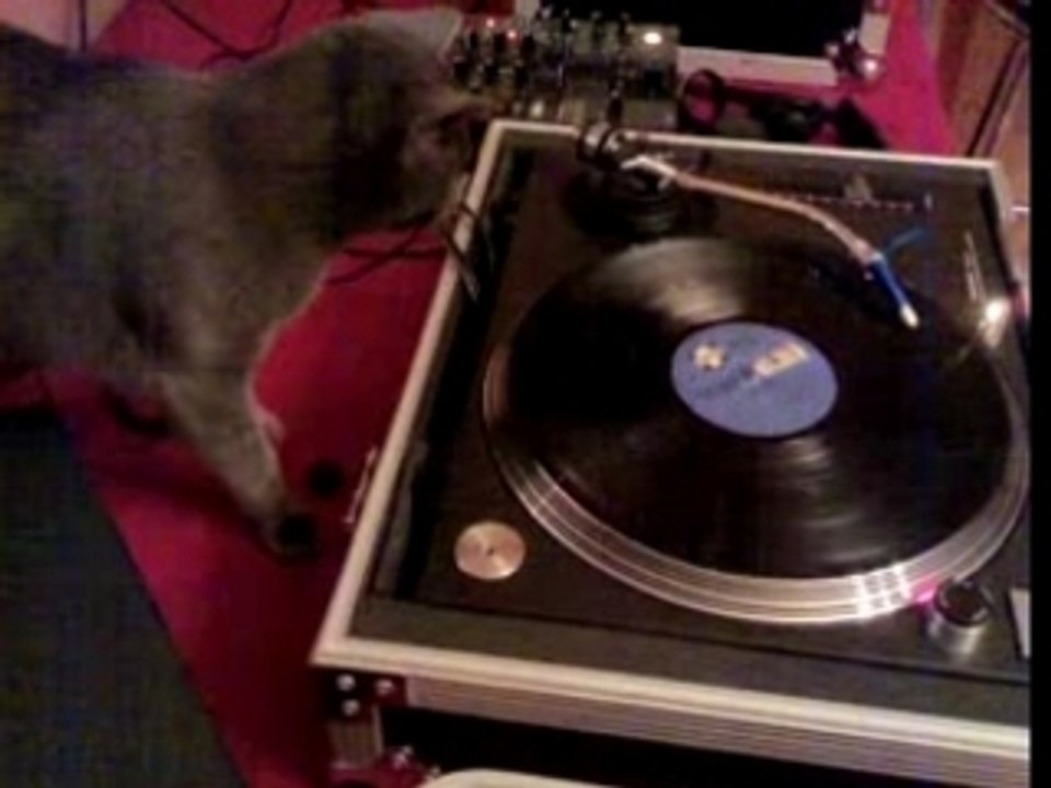 chat qui scratch