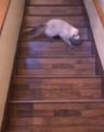 Cone Wearing Cat Falls Down the Stairs