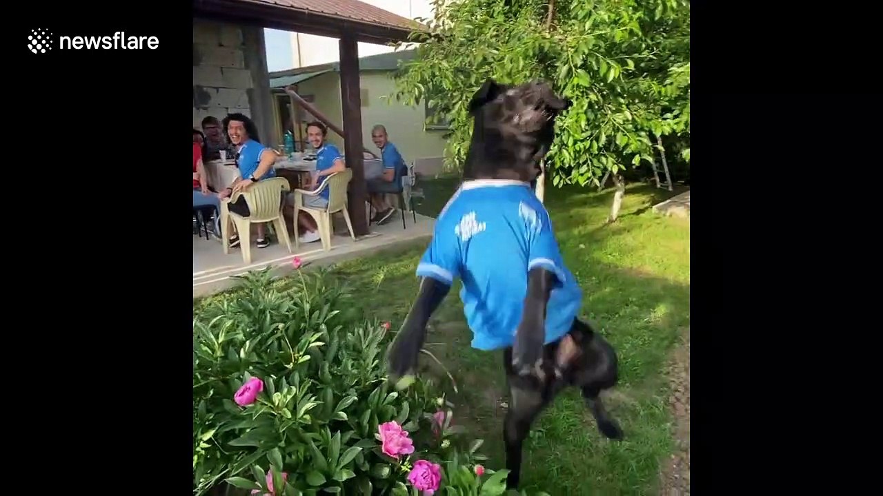 Very funny dog named Lucky loves playing with balloons in Romanian backyard