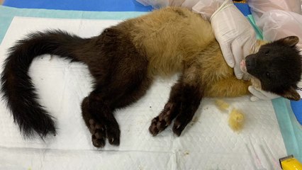 교통사고로 쓰러진 담비, 치료 마치고 자연 품으로 / YTN