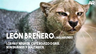 Conozca las 6 especies de felinos que hay en Costa Rica.