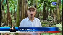 Productores entregan banano a miles de familias ecuatorianas