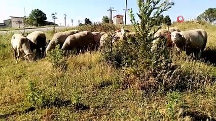 Koyunları otlatırken 25 yıllık patlamamış top mermisi buldu