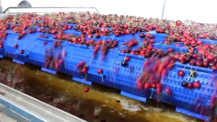 Alaşehirli kadın girişimci İnternetten kiraz satışına başladı