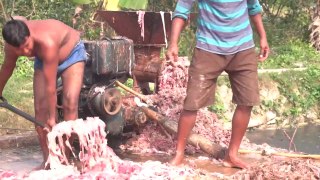 Feeding Live Food To Catfish - Hybrid Magur Fish Farming Business In India Part-4 Fish World