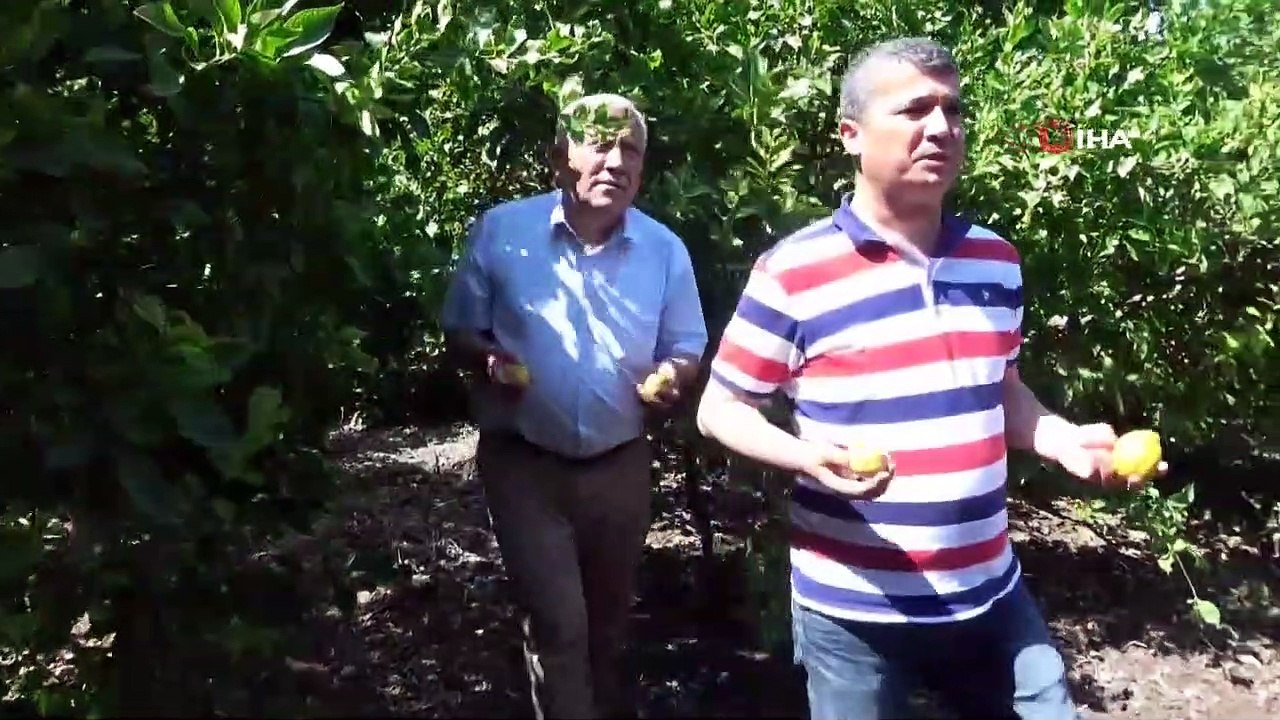 Afrika Sıcakları Narenciye Meyvelerini Kuruttu