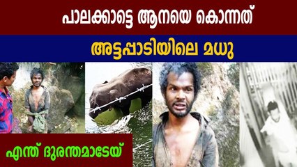 ആന ചരിഞ്ഞ സംഭവത്തിന് പ്രതി അട്ടപ്പാടിയില്‍ കൊല്ലപ്പെട്ട മധു ? | Oneindia Malayalam