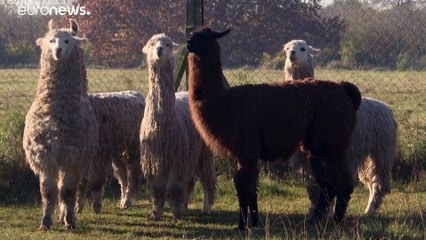 ¿Son las llamas argentinas la solución frente a la pandemia de covid-19?