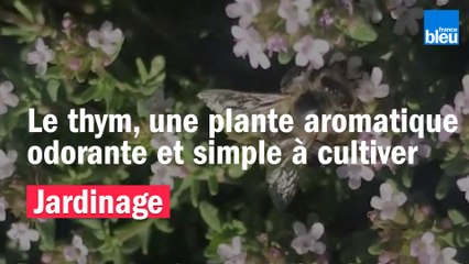 Roland Motte, jardinier : le thym, l'incontournable du jardin