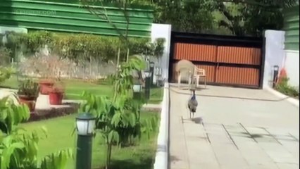 मनोज तिवारी के घर में प्यासे मोर ने दी दस्तक ,देखिये कैसा था नजारा