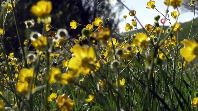 Canlanan Doğa Görenleri Kendine Hayran Bırakıyor