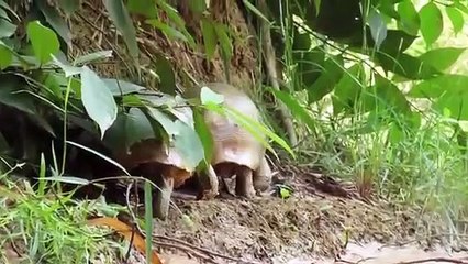 Boys Found, Python Stalks, Turtle Nest, - Turtle Attack Snake, - Python Vs Turtle