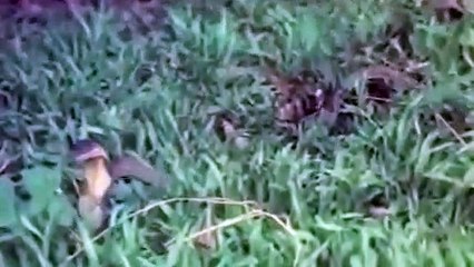 Brave Monkey, vs Snake ,- King Cobra , Lizard  Real Fight ,Compilation,  Big Battle, In The Desert