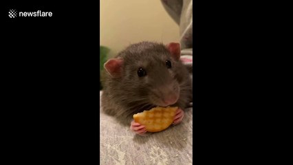 Feeling stressed? Watch these ASMR rodents eat delicious treats