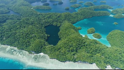 World Environment Day sees calls for protection post-COVID-19