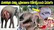 కేరళ లో గర్భిణీ ఏనుగుకు ఏమైంది Pregnant wild elephant dies after cracker filled pineapple in Telugu