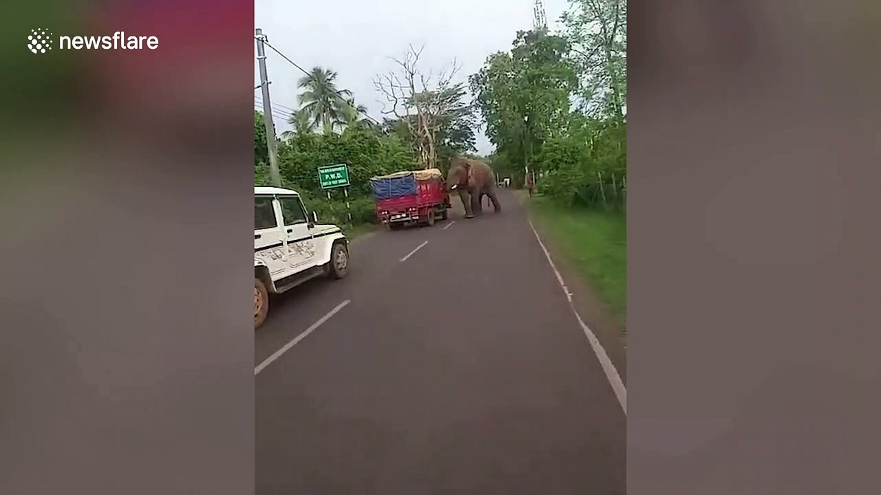 Wild male elephant runs amok and tries to topple cars in eastern India