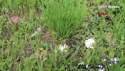 Uzmanından uyarı: Doğadaki 5 bin mantardan 100'ü zehirli!