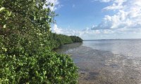 Los manglares no sobrevivirán a la subida del nivel del mar para el 2050