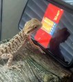 Pet Lizard Plays with Ants on Phone