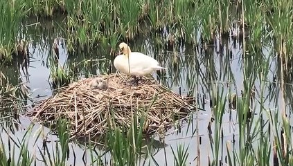 Swans and cygnets at Scarborough