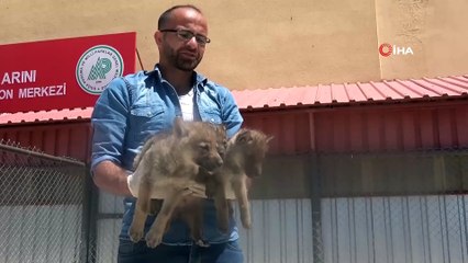 Annesiz kalan sevimli tilki ve kurt yavruları koruma altında