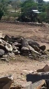 टिड्डी दल का देवगढ़ में हुआ प्रवेश, किसानों की चिंता बढ़ी