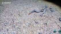 Snake beats centipede in intense wrestle and then swallows it whole in India