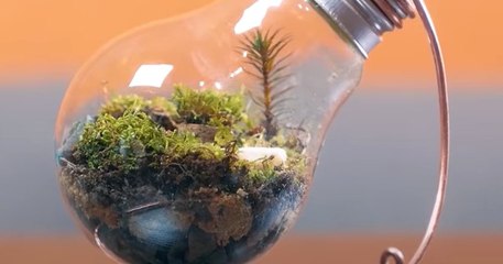 Cet homme crée des terrariums avec des ampoules et des bocaux en verre