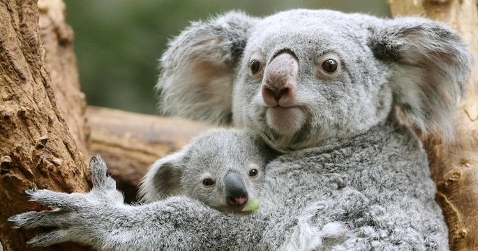 Pour la fête des mères, 25 photos de moments tendres d'animaux, entre les mères et leurs bébés