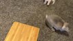 Rabbit and Puppy Playfully Chase Each Other