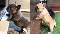 Funny and Cute French Bulldog Puppies Compilation #45 _ Dogs Are Awesome