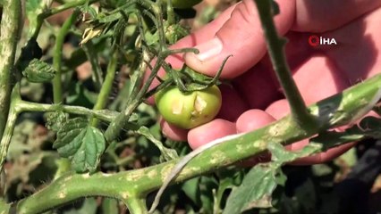 Tokat’ta 30’a yakın köyü dolu vurdu, zarar büyük