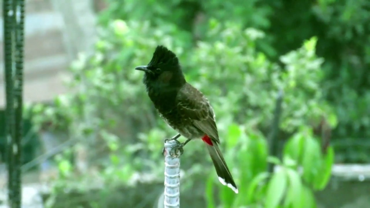 Mohammad Er Nam Jopechili Bulbuli Tui Age || মোহাম্মদের নাম জপেছিলি বুলবুলি তুই আগে