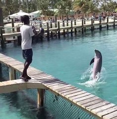 Dolphins Are Masterfully Trained and Provide a Dazzling Display in the Bahamas