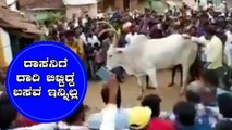 ಡಿ ಬಾಸ್ ಮುಟ್ಟಿದ ಮೇಲೆ ದಾರಿ ಬಿಟ್ಟಿದ್ದ ದೇವರ ಬಸವ ಸಾವು | Oneindia Kannada