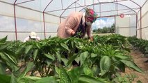 3 Yıldır Çiftçilik Yapan Çift, Seralarından Yılda 40 Ton Ürün Alıyor