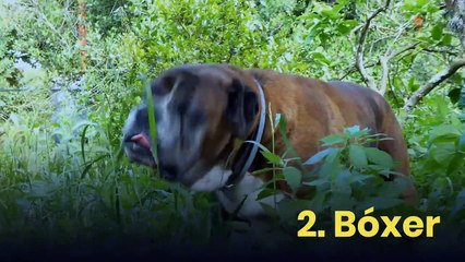 12 de las razas de perro más populares