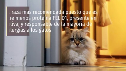 5 razas de gatos más recomendadas para personas con alergia
