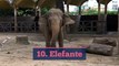 Los 10 animales más mortíferos del mundo