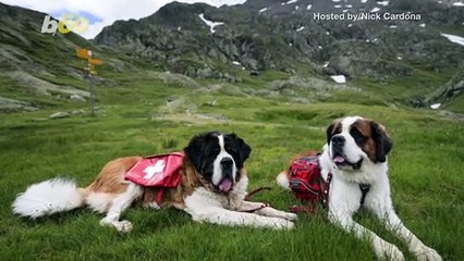 Watch as Dog Is Rescued by Helicopter from Devastating Landslide