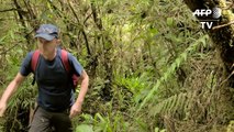 Descubren especie de frailejón en Colombia, clave en la preservación del agua