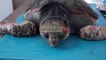 Report TV -Mbetet mister ngrodhja e breshkave të ujit, mbi 10 të gjetura buzë Adriatikut