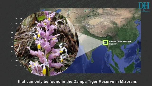 Flood of Approvals: India's Forests Now Open for Business