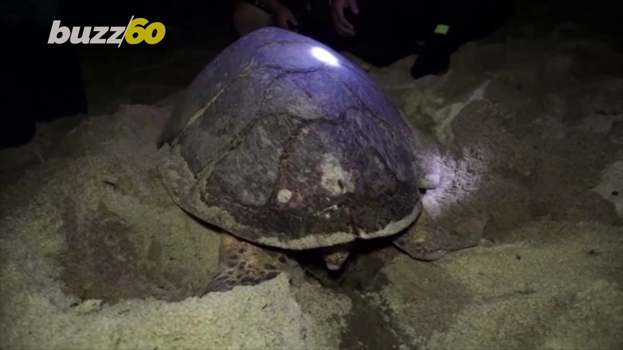 Must-See! Critically Endangered Hawksbill Turtl...